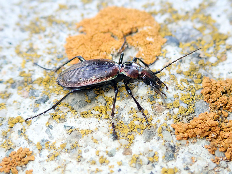 Carabidae: Carabus depressus